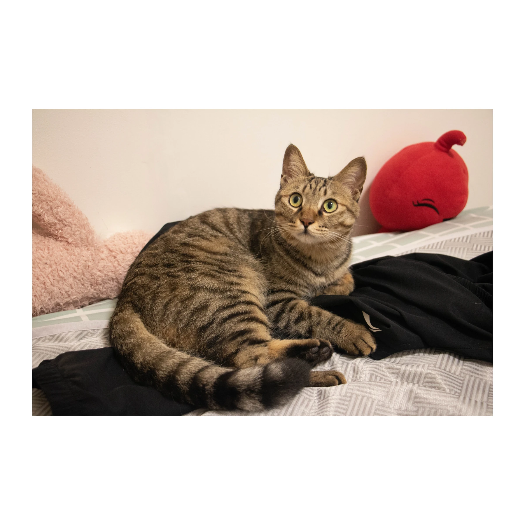 猫咪横幅照片加白边效果